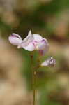 Creeping lespedeza